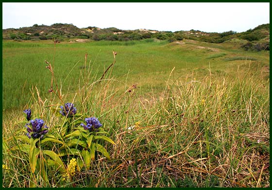 dune and dune slack vegetation Meijendel