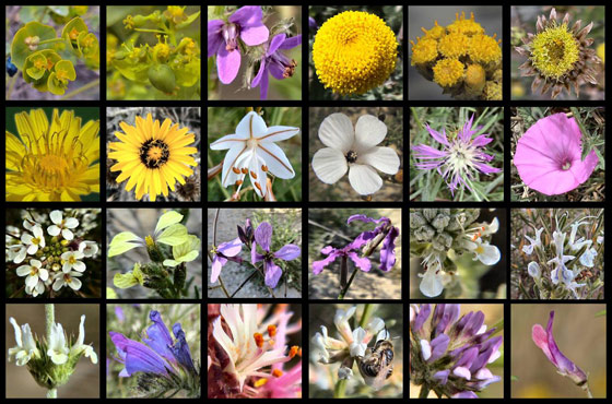 Flower diversity